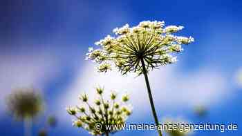 Herbstblüher: Farbe für Garten und Balkon