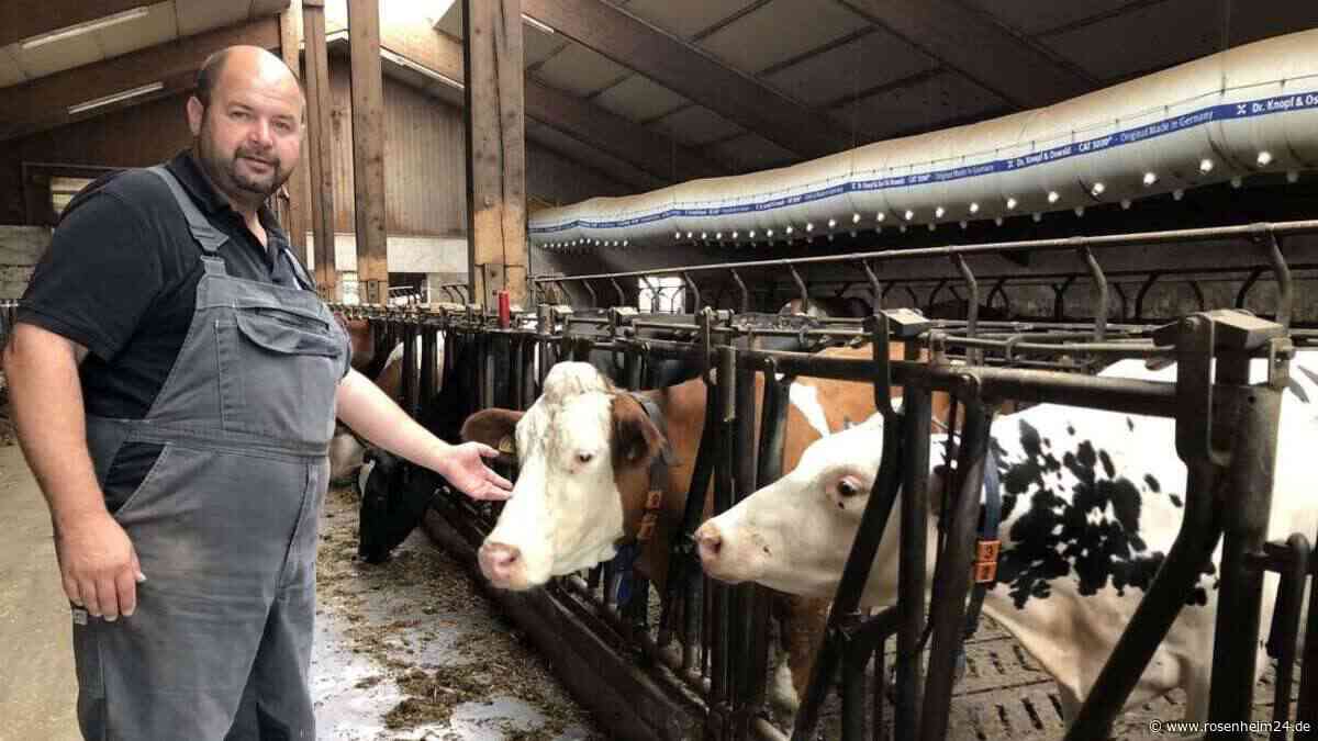 Mücken-Erreger trifft Region: Shamonda-Virus breitet sich aus – mit Folgen für Milchproduktion?