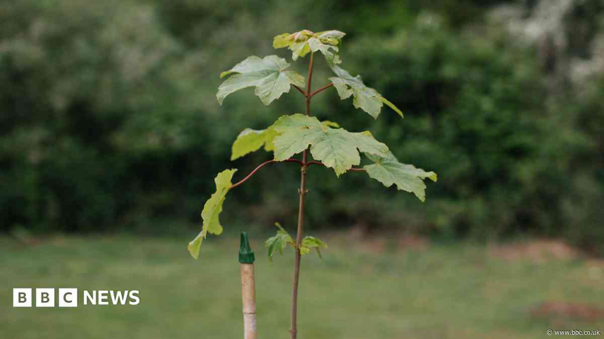 Hundreds of trees kept alive by group in heatwave