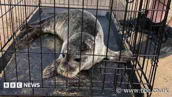Seal pup that got 'a little lost' rescued from beach