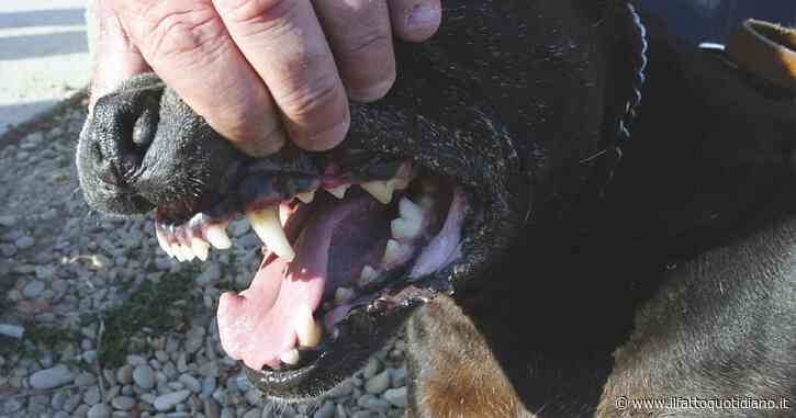 Dog fighting, funds secured for rescued animals: finally a concrete step forward
