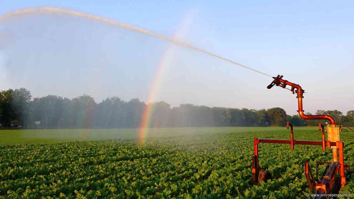Regen brengt verlichting, maar droogte in Brabant is nog niet voorbij