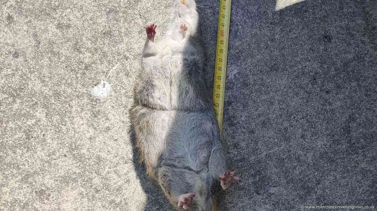 Salford street is being plagued by 'staggering' 16 inch rats and there are fears one proposal will make it even worse