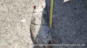Salford street is being plagued by 'staggering' 16 inch rats and there are fears one proposal will make it even worse