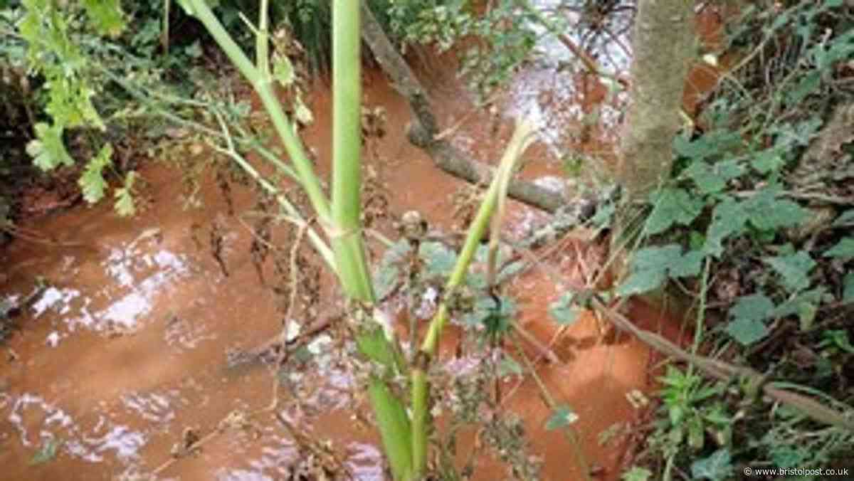 Builder pays over £200k after polluting stream and watercourses
