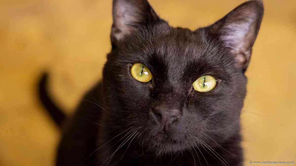 New Cambridge cat café responds to welfare concerns after charities speak out
