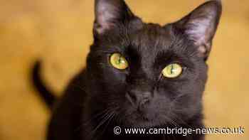 New Cambridge cat café responds to welfare concerns after charities speak out