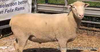 Genetic traits that get lambs 'out the gate' top Felix Rams sale