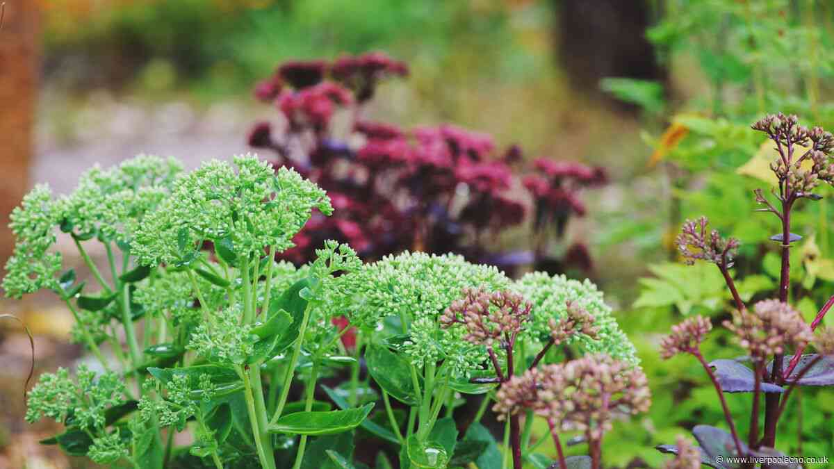 Gardening experts reveal the plant you should be adding to your borders right now