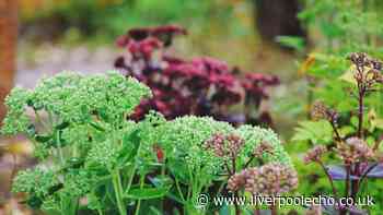 Gardening experts reveal the plant you should be adding to your borders right now