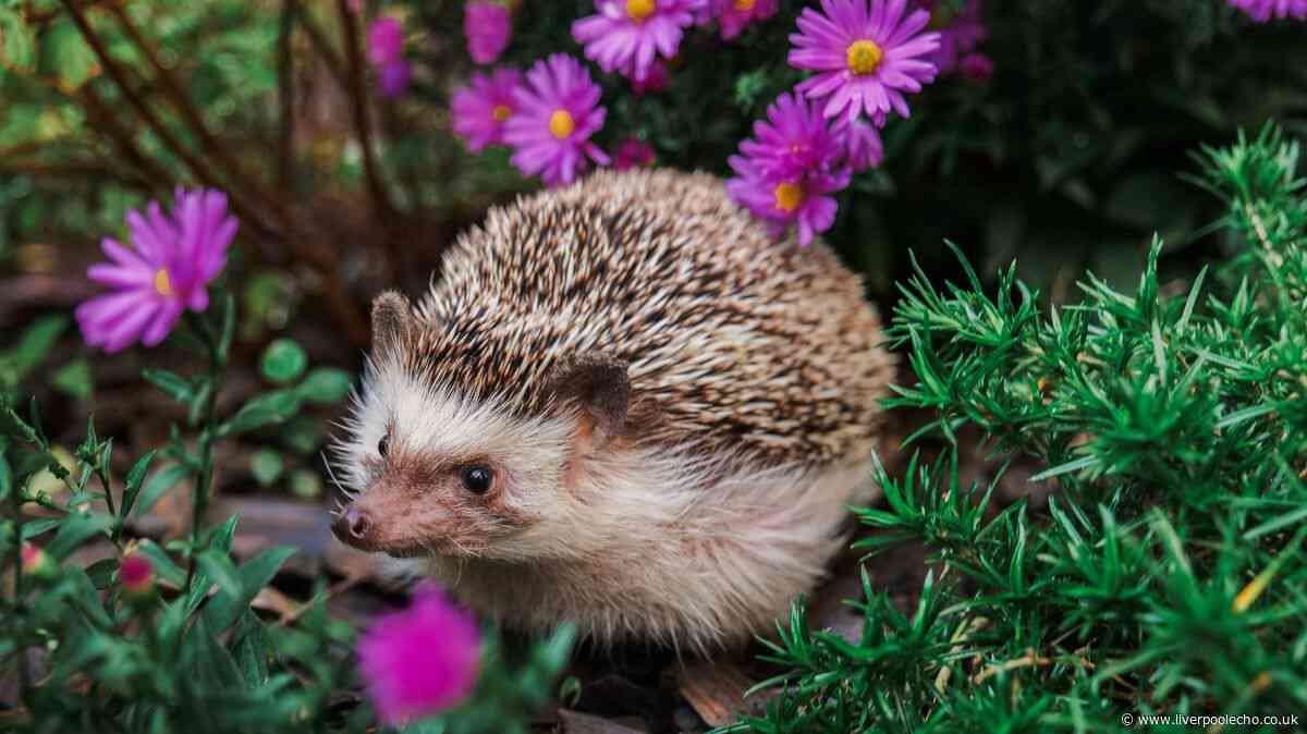 Create perfect hedgehog habitat in your garden in minutes by making one simple change