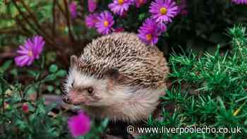 Create perfect hedgehog habitat in your garden in minutes by making one simple change