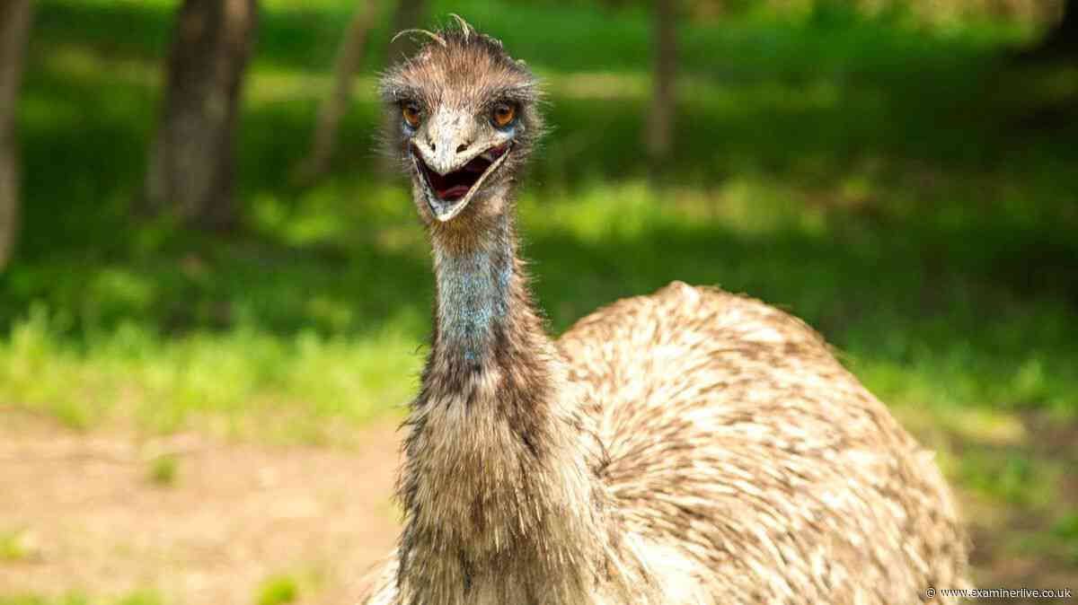 Father killed by deadly ostrich on daughter’s farm - she's ‘glad I defended my bird’