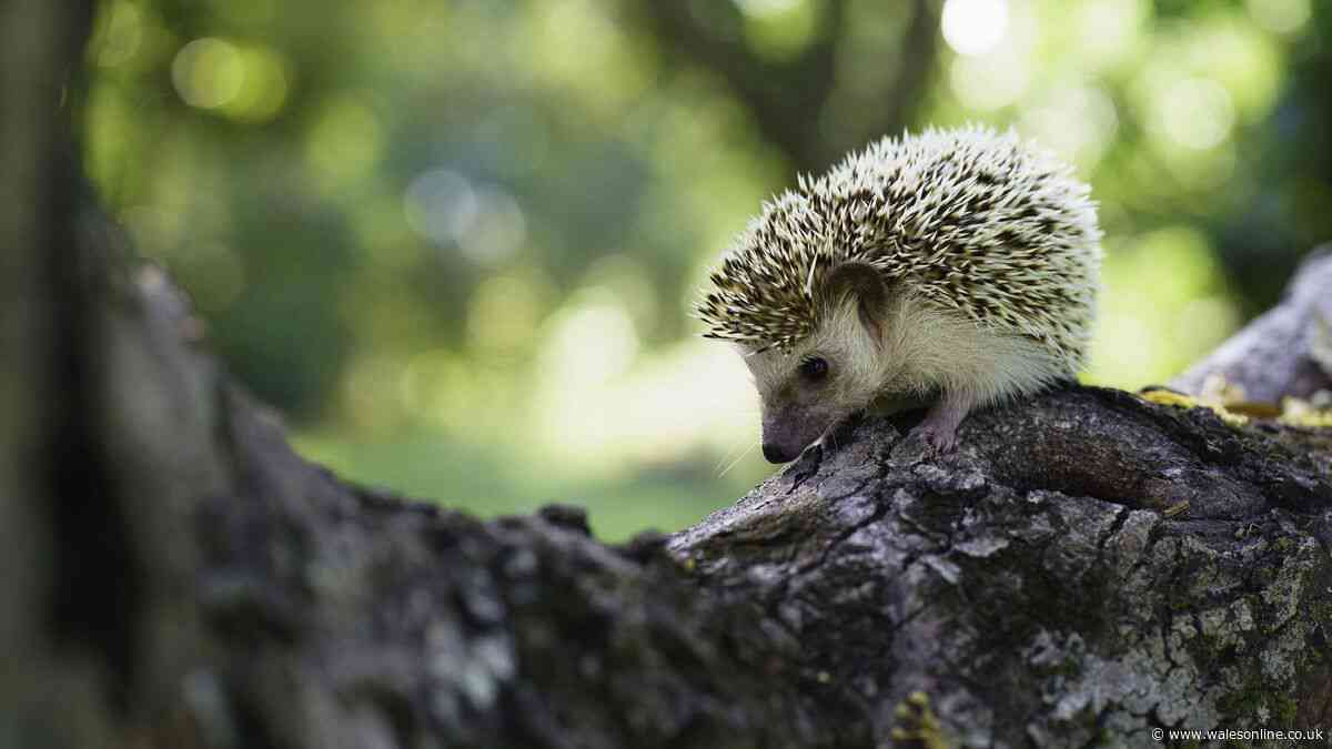 Entice hedgehogs to visit your garden with 1 easy RSPCA method