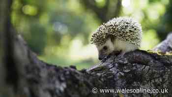 Entice hedgehogs to visit your garden with 1 easy RSPCA method