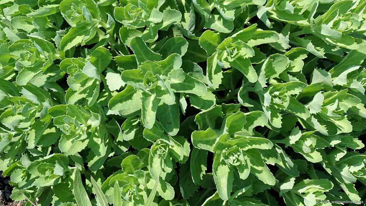 Experts warn gardeners not to miss narrow window to boost their borders before winter