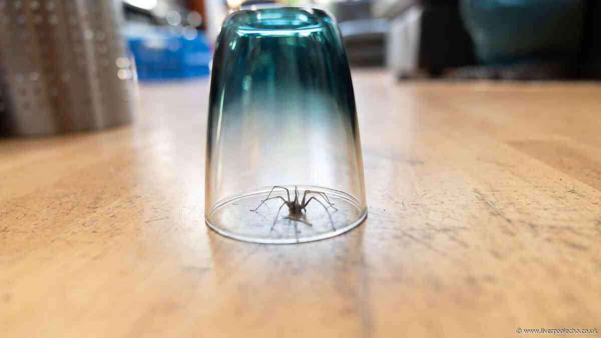 Clean unexpected part of home to keep spiders outside this September