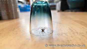Clean unexpected part of home to keep spiders outside this September