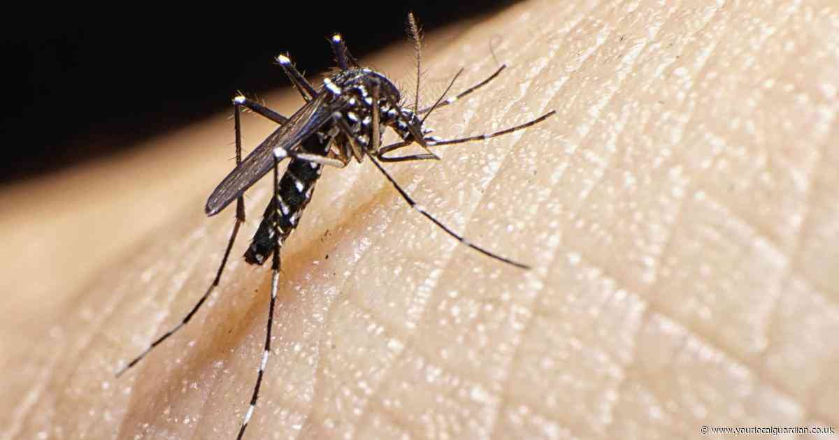 Invasive mosquito that can spread severe diseases found breeding in UK for first time