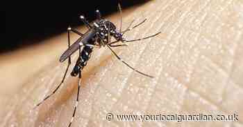 Invasive mosquito that can spread severe diseases found breeding in UK for first time