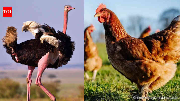 Dinosaurs aren’t completely extinct: 5 fascinating living descendants of the prehistoric creatures that survived millions of years of evolution and are still alive today