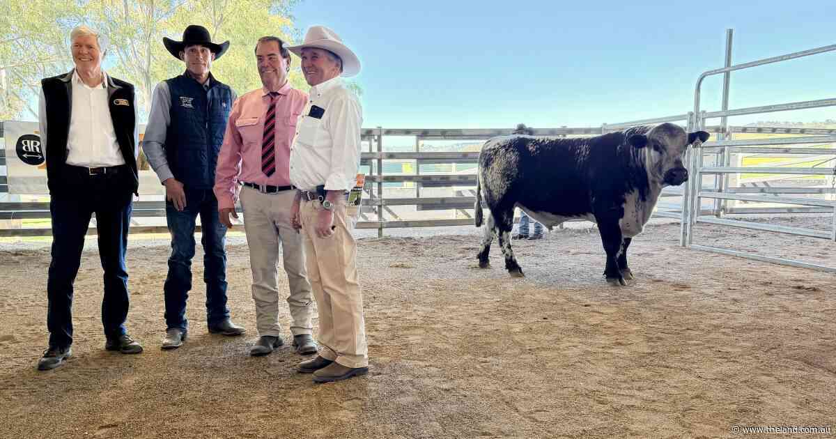 Heavy interstate interest has Minnamurra Speckle Park bulls head across Australia