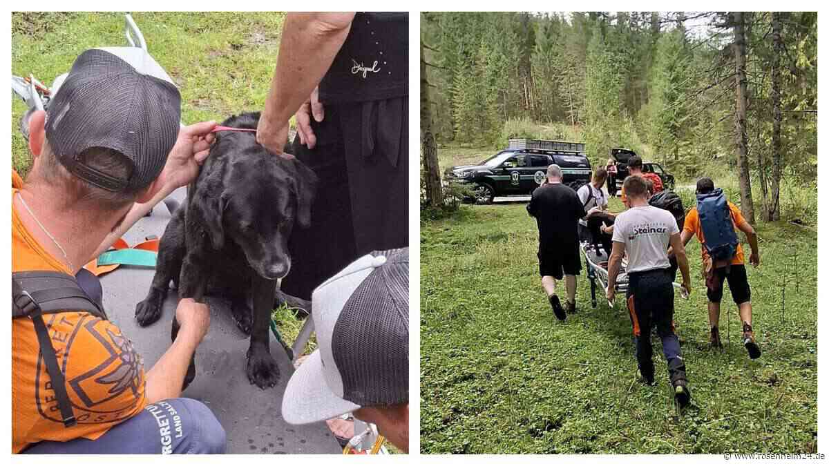 Schwer verletzte Labradorhündin im Gebirge gerettet – Amy muss auf Trage ins Tal