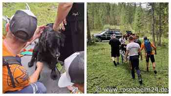 Schwer verletzte Labradorhündin im Gebirge gerettet – Amy muss auf Trage ins Tal