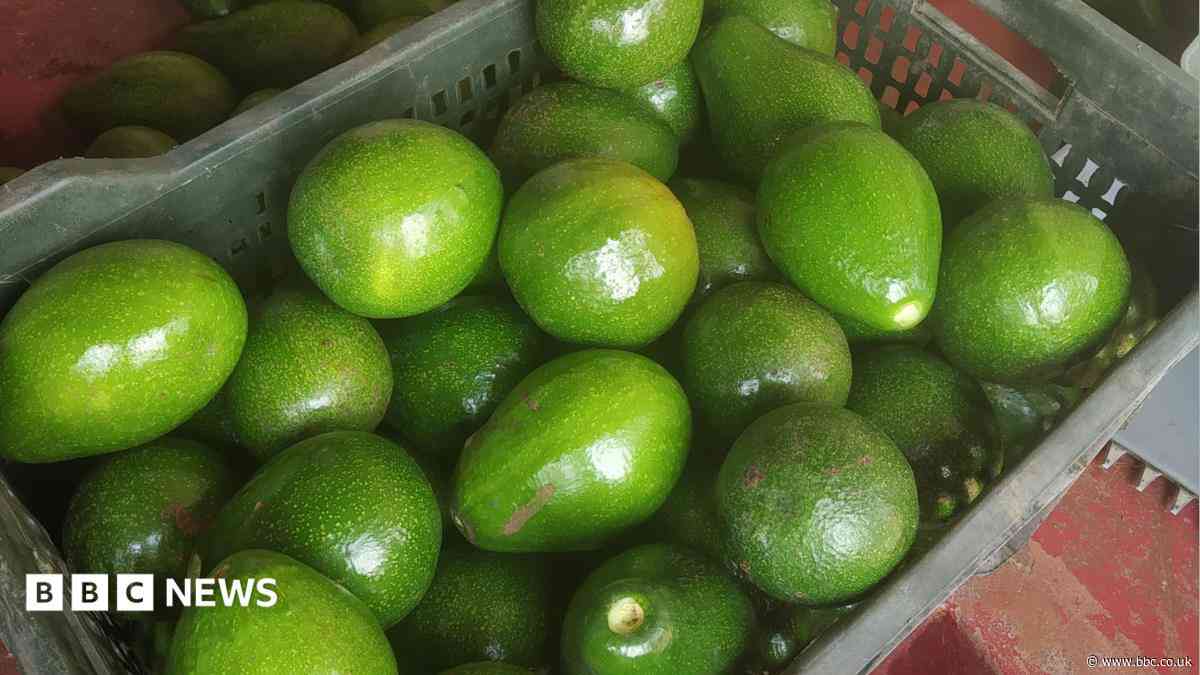 From 'dog fruit' to darling: India's avocado boom