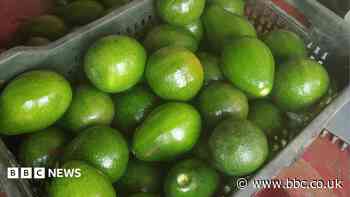 From 'dog fruit' to darling: India's avocado boom