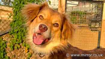 Devastated dog returned 24 hours after finding what he thought was forever home