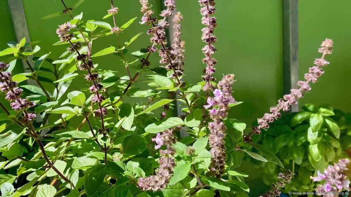 Lasst es blühen! Warum Basilikumblüten wahre Aromawunder sind