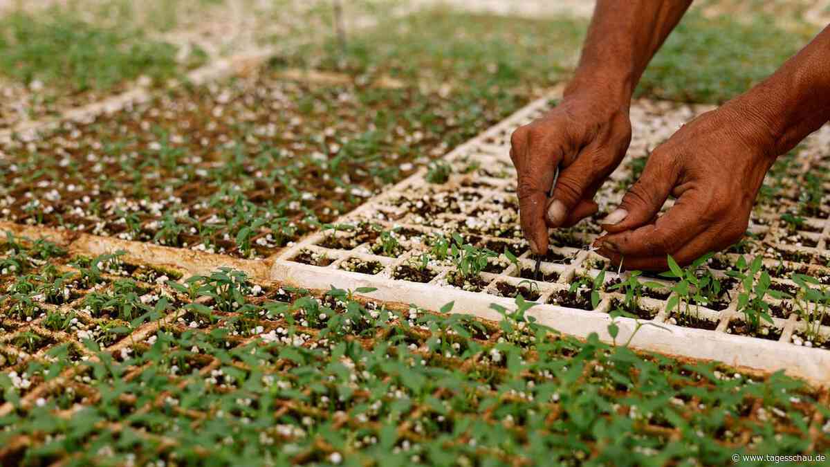 Neustart für Saatgutbank in Gaza gibt Hoffnung für Landwirtschaft