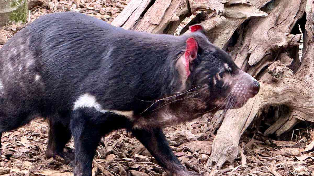 Auch Säugetiere betroffen: Vogelgrippe erreicht Australien - und breitet sich aus