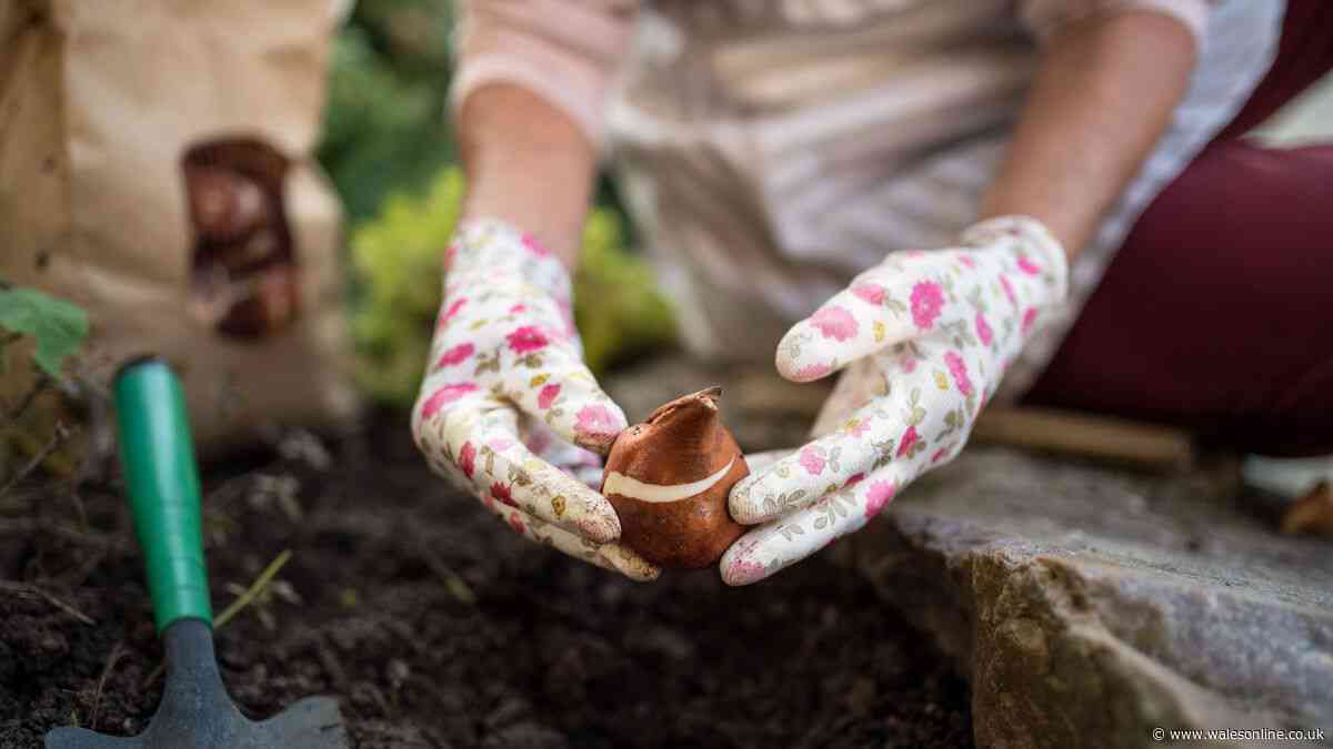 Expert says 'plant these bulbs now' for 'healthy growth and spring flowers'