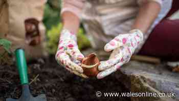 Expert says 'plant these bulbs now' for 'healthy growth and spring flowers'