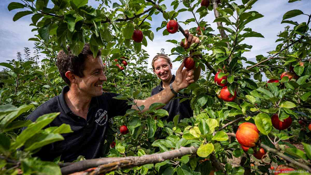 Thatchers begins earliest apple harvest in its 122-year history