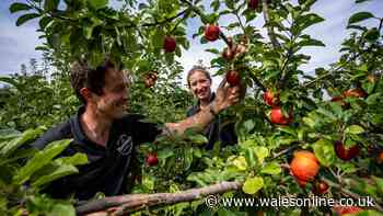 Thatchers begins earliest apple harvest in its 122-year history