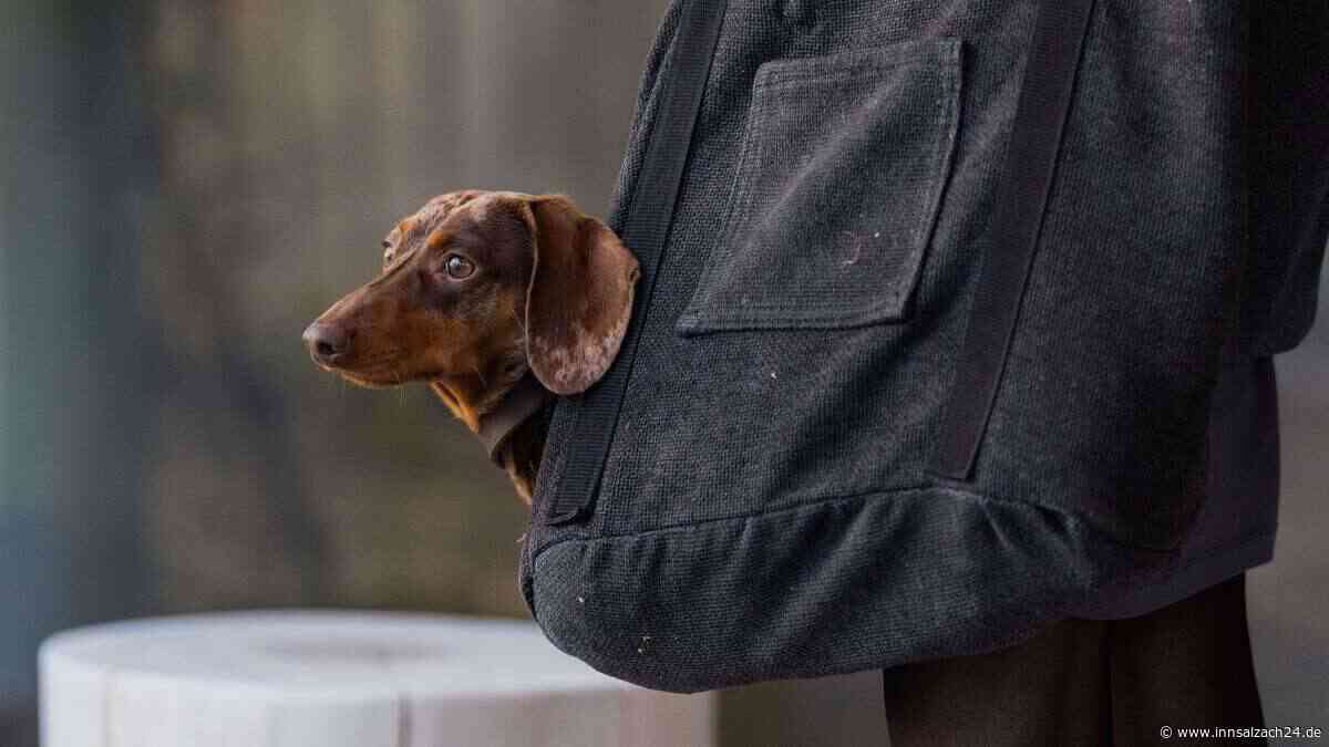 Hund vermisst? Dackel-Cocker-Spaniel-Mischling in Waldkraiburg zugelaufen