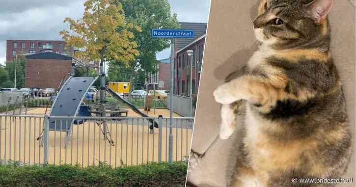 Man op straat met mandje lokt kat Luna (8) en neemt haar zomaar mee: ‘Leeft ze nog, of is ze dood?’