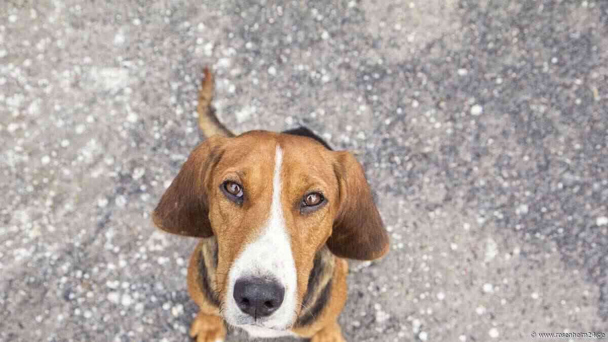 Hat der eigene Hund einen Lieblingsmenschen? Dieser Internet-Trend soll es zeigen
