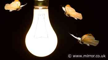 Moths will leave your home alone if you make 1 simple light bulb swap change
