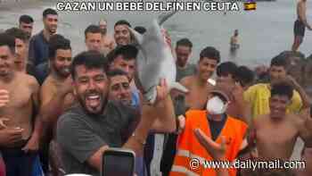 Ceuta's illegal migrants raise dolphin calf like a trophy in front of horrified locals after it was 'hit with a stick' as thousands of North Africans still remain in the enclave