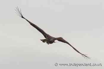 ‘Death-defying’ sea eagle with broken wing spotted soaring over Scottish skies