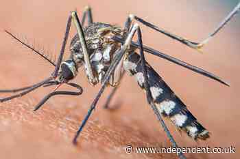 Mosquito species which could carry deadly disease found breeding in London