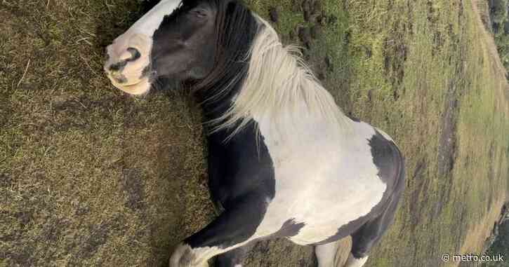 Horse left close to death after being fed harmful ‘human food’ by campers