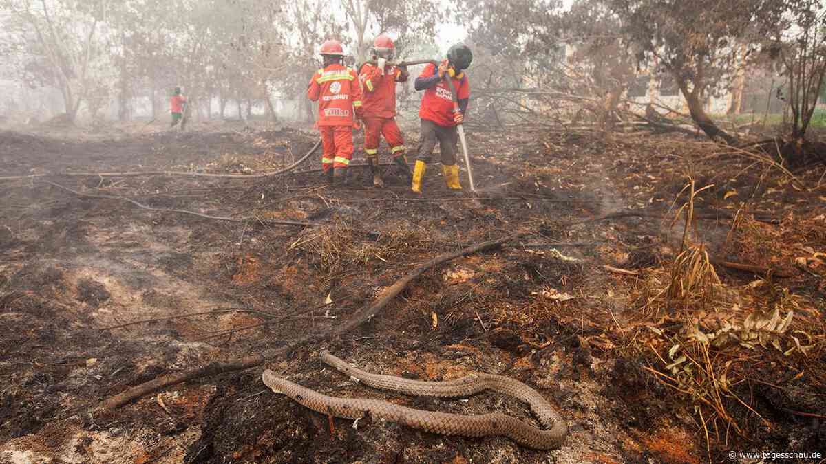 Waldbrände in Indonesien breiten sich unkontrolliert aus