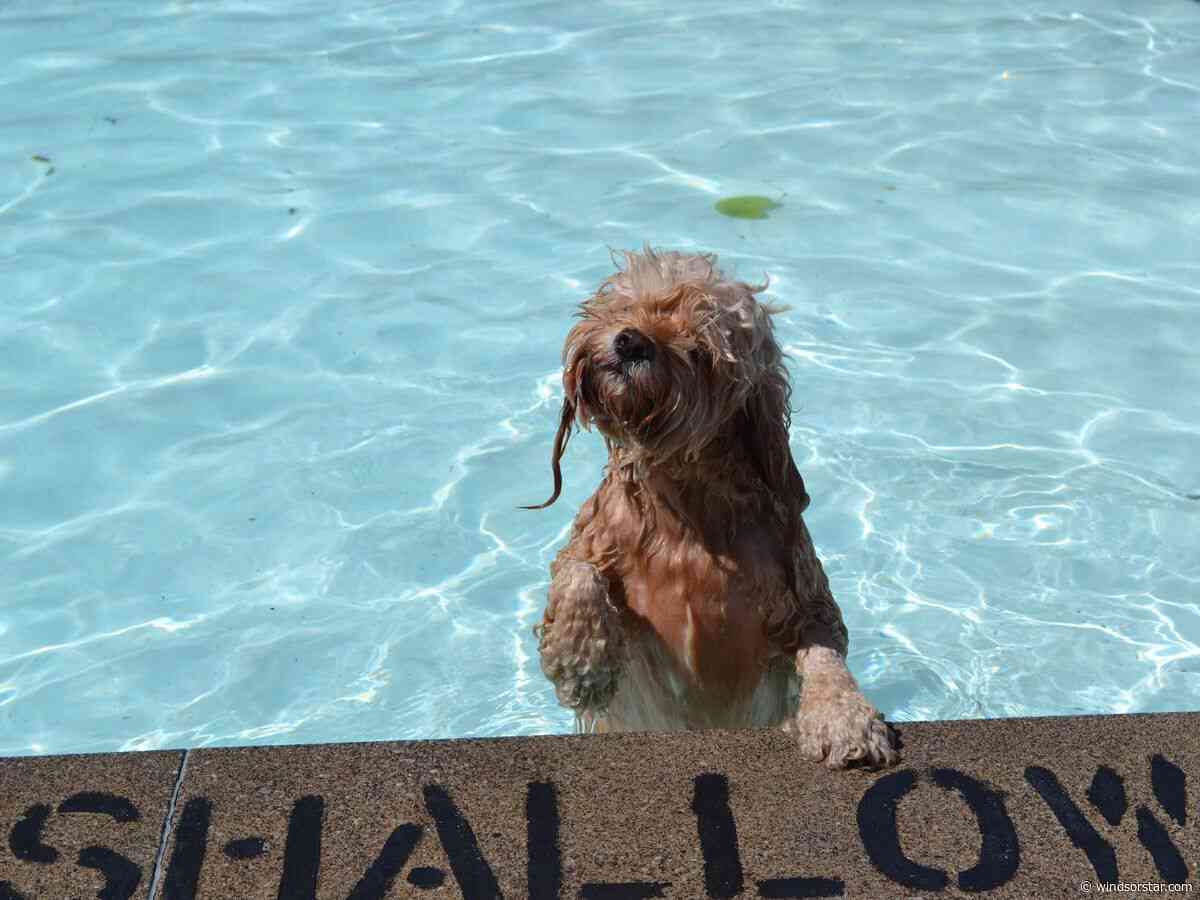 What's On Windsor: Foodie festival, birthday bash, drone show and more