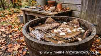 Dieser Gartentrick soll Wühlmäuse fernhalten