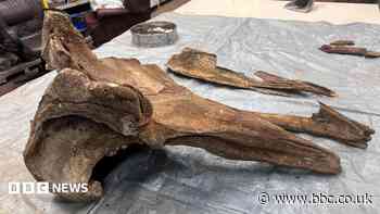 Is a whale fossil the leftovers of a Bronze Age Sunday roast?